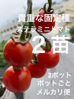 じゅん様 リクエスト 2点 まとめ商品