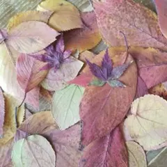 もみじ　落ち葉ドライフラワー　30枚　ハンドメイド材料秋　工作