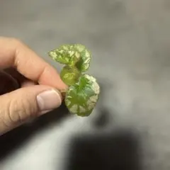 特価❣️希少！Begonia montis-elephantis ベゴニア 原種 - メルカリ