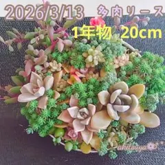 【超美品】②大きな多肉リース 壁掛けOK❤ もりもりパリダム月花美人 根付き