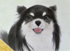 チワワ　犬　犬の絵　絵画