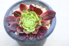 D＊多肉植物 アエオニウム サラダボール 抜き苗1ポット分 ＊ - メルカリ