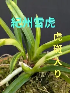 斑入りオサラン 笹舟 山野草 着生蘭 野生ラン セッコク 富貴蘭 風蘭