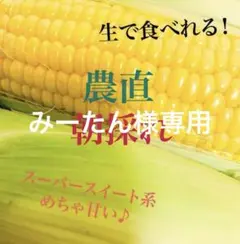みーたん様専用　とうもろこし 20本 クール