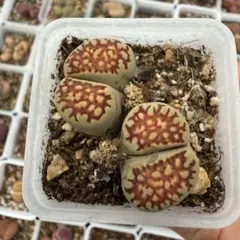 多肉植物 リトープス 白珊瑚玉 鉢のまま - メルカリ