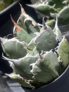 アガベ　ギロチン　ロウルサンコ　オテロイ　チタノタ 発根・活着済】アガベ チタノタ ロウルサンコ ギロチン 大きめ子株