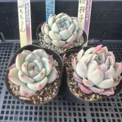 2026年最新】ももりん多肉の人気アイテム - メルカリ