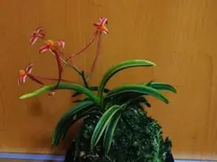♪余剰苗特売市♪】富貴蘭 讃美歌 - メルカリ