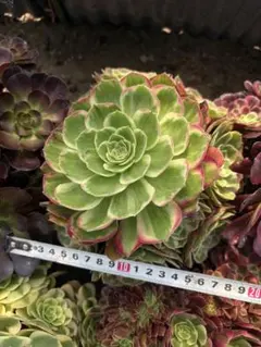 新種‼️ 悪魔の目 アエオニウム トップカット苗 幅20cm Devil eye