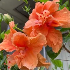 挿し木用カット苗】ハイビスカス(八重咲き・ピンク)♥️高さ約13cm