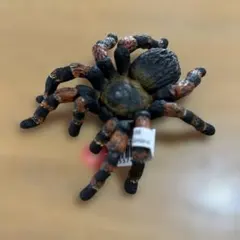 タランチュラ 「Schleich-シュライヒ-」 No.14829