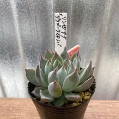 2025年最新】リンゼアナの人気アイテム - メルカリ