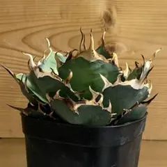 ヘイラッシャ様 リクエスト 2点 まとめ商品