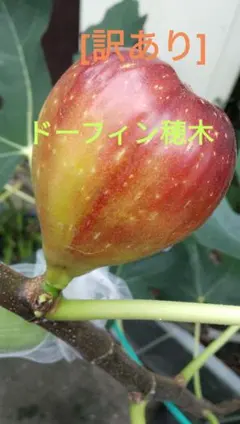 2026年最新】イチヂク穂木の人気アイテム - メルカリ