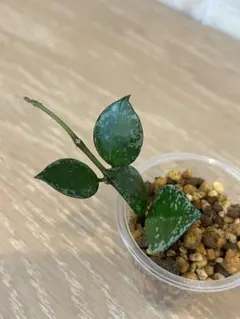 クローニアナシルバー 苗 斑入り ホヤ 多肉植物 園芸花壇 沖縄/観賞緑