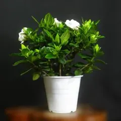 【一起園芸】ヌマタクチナシ・鉢花01◆4.5号鉢・八重咲白花・香り花◆のサムネイル