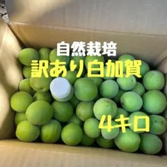 無農薬梅　訳あり4キロのサムネイル