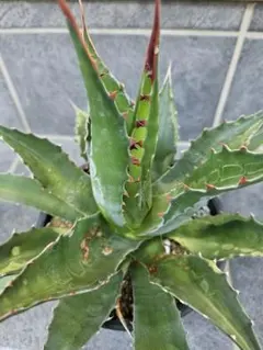 ☆ジェントリージョーズ　アガベ　極上株　7号鉢　② アガベ】ジェントリー ジョーズ 発根管理から成長記録【多肉植物