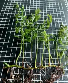 ニーマン様 リクエスト 3点 まとめ商品