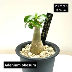アデニウム オベスム プラ鉢&オリジナルプランツタグ付き №2のサムネイル