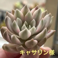 キャサリン様　ご確認用
