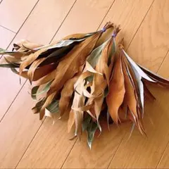 ①*:ஐ葉裏がゴールドになる*:ஐグレビレア・苗木【ベイリアナ