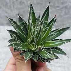 2026年最新】agave whiteの人気アイテム - メルカリ