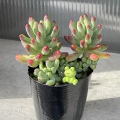 多肉植物 乙女心　抜き苗