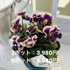 2026年最新】ビオラヌーヴェルヴァーグすみれの革命の人気アイテム