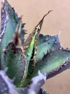 アガベ 金蟾 麻花 本物 x.z.l コピアポア オペルクリカリア スペシャル 2025年最新】金蟾 アガベの人気アイテム - メルカリ