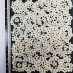 コデマリ 白　押し花 押し花素材 @¥788