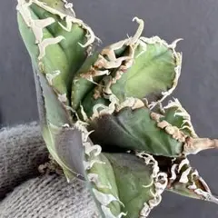 2026年最新】白幽霊の人気アイテム - メルカリ