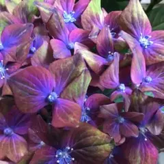アジサイ苗　シュロスバッカーバルト　お花咲き始めましたのサムネイル