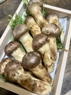 北海道　松茸　400g ④ 楽天市場】【予約商品】【9月中旬－10月上旬採れ次第発送】松茸