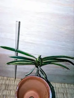 【♪残暑御見舞特別企画奉仕商品♪】富貴蘭　工藤羆（紺覆輪中透け本芸品！） ♪残暑御見舞特別企画奉仕商品♪】富貴蘭 工藤羆（紺覆輪中透け本芸品