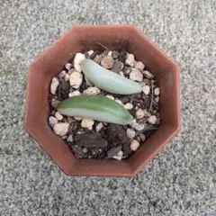 ハナコ♡(発送遅延中・PF)‼️様 リクエスト 2点 まとめ商品