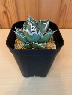 グルート様 リクエスト 2点 まとめ商品