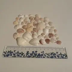 Item thumbnail for item aa660027-3ad2-46ba-af98-739b65fd91e4