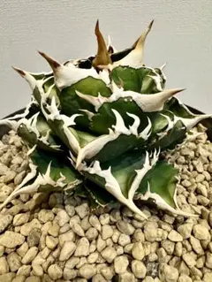 2025年最新】大白鯊 アガベ lizeの人気アイテム - メルカリ