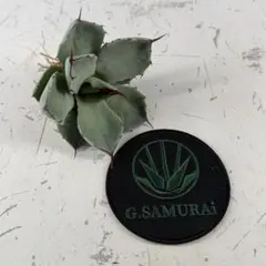 2026年最新】アガベ パリー 大株の人気アイテム - メルカリ