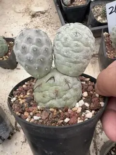 2025年最新】テフロカクタス ゲオメトリクスの人気アイテム - メルカリ