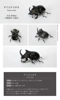 【外国産コガネムシ標本】ダイコクコガネ/アルゼンチン産/26.1mm21.4mm 2025年最新】ダイコクコガネ 標本の人気アイテム - メルカリ