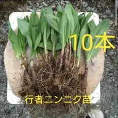 2026年最新】行者ニンニク苗100本の人気アイテム - メルカリ