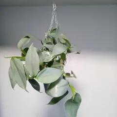 73512様 リクエスト 2点 まとめ商品