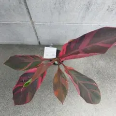 サマーセール 1株 - 5000円! 株分けムサノノ ピンクバナナ苗 - メルカリ