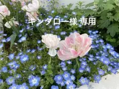 サルート E75/ノーマルM 2枚 42G WH 水瓶座のサムネイル