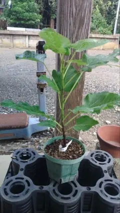 suika様 リクエスト 2点 まとめ商品