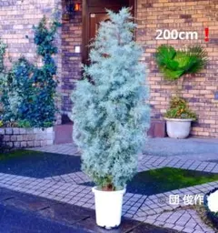 2026年最新】ブルーアイス苗の人気アイテム - メルカリ