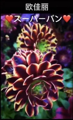 観葉植物アエオニウム錦❤️スーパーバン❤️ 状態図 観葉植物アエオニウム錦❤️スーパーバン❤️ 状態図 - メルカリ