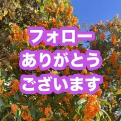 オレンジ系 馬柄 ホース柄 大判ストール　184cm×64cm